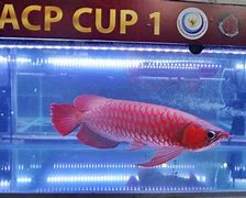 Slot Baru Ikan Arwana Hari Ini Di Indonesia Jam Berapa